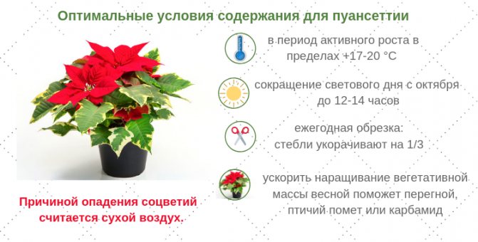 условия для пуансеттии