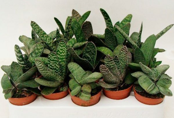 виды гастерии