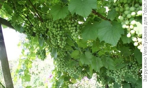 Виноград на Алтае для начинающих — читаем по порядку