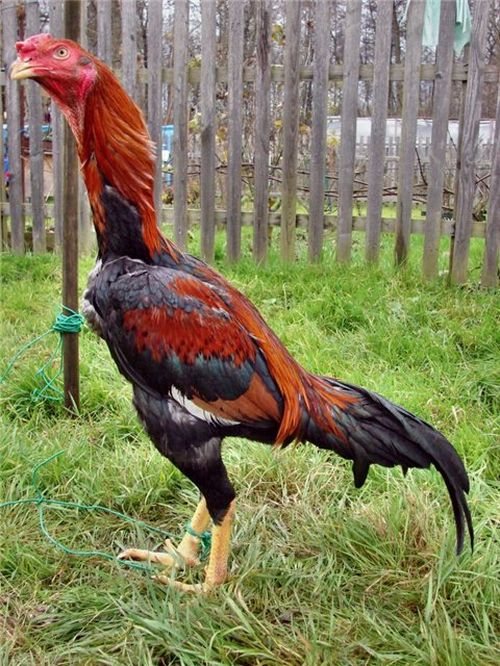 Воинственный вид петуха Азиль