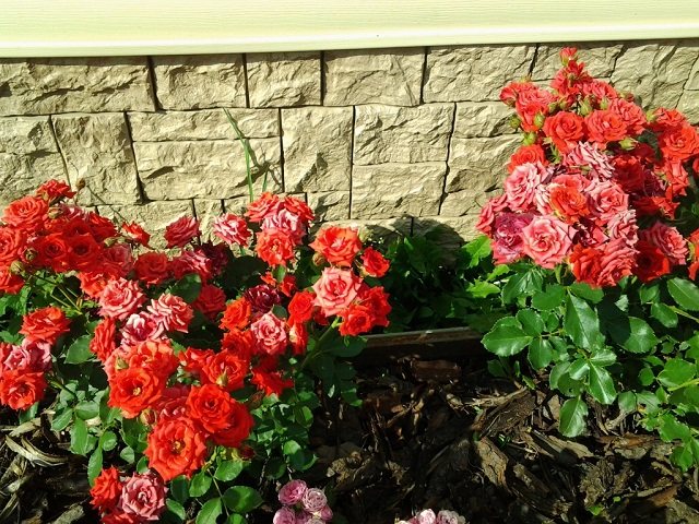 Выбор места для роз