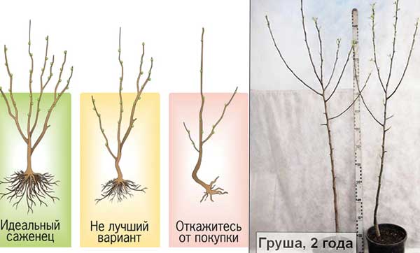 выбор саженца груши