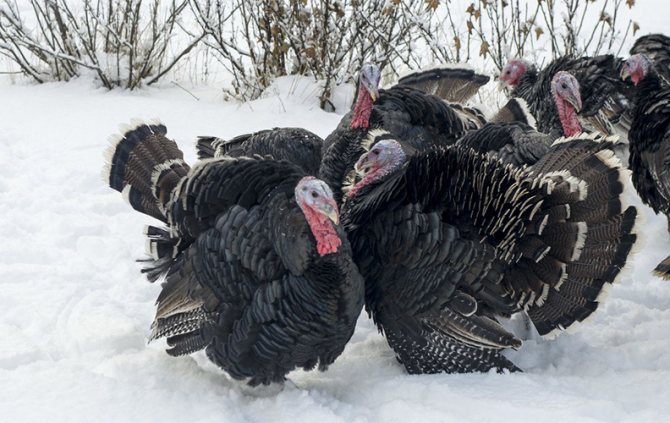 Выгул индюков зимой