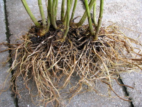 Выкопанный и очищенный от земли куст