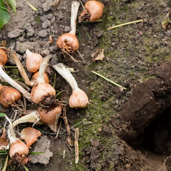 Выращивание ацидантеры в открытом грунте и домашних условиях фото