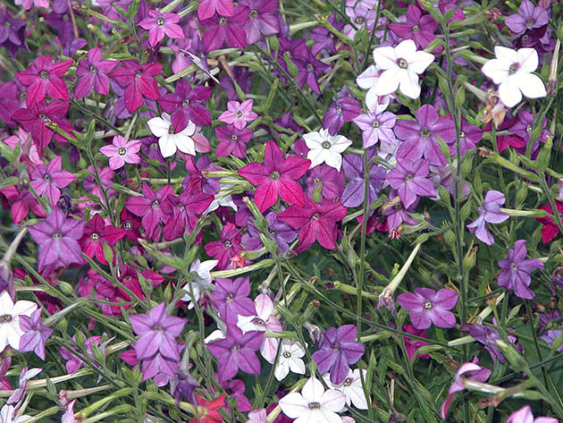 Выращивание душистого табака из семян