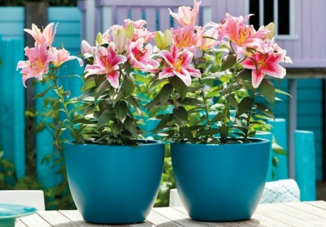 Выращивание лилий в комнате