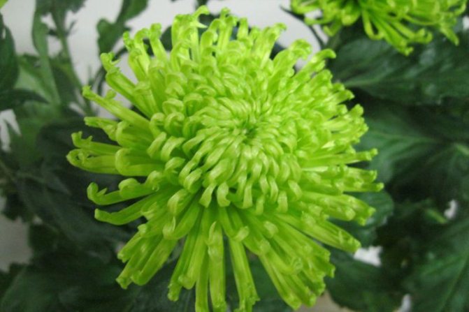 Выращивание садовых хризантем: выбор сорта, посадка, уход