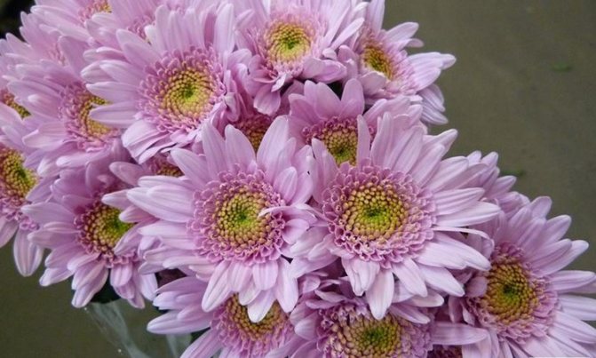 Выращивание садовых хризантем: выбор сорта, посадка, уход