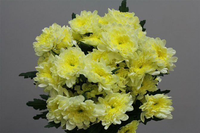 Выращивание садовых хризантем: выбор сорта, посадка, уход