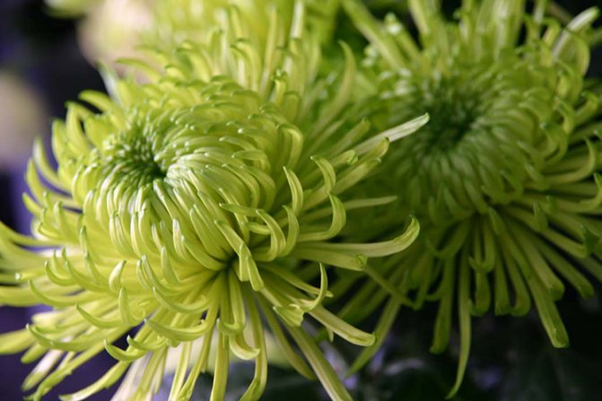 Выращивание садовых хризантем: выбор сорта, посадка, уход