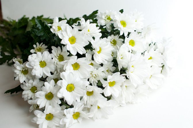 Выращивание садовых хризантем: выбор сорта, посадка, уход