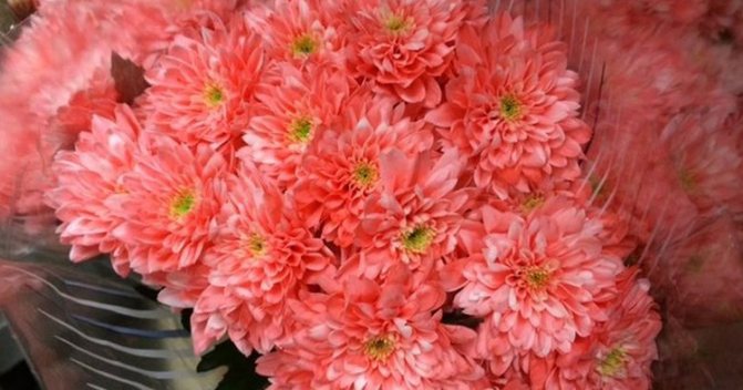 Выращивание садовых хризантем: выбор сорта, посадка, уход