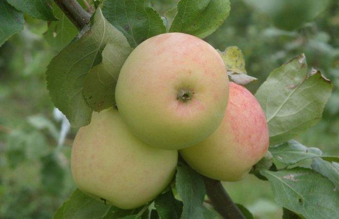 Яблоня Московская Позднее