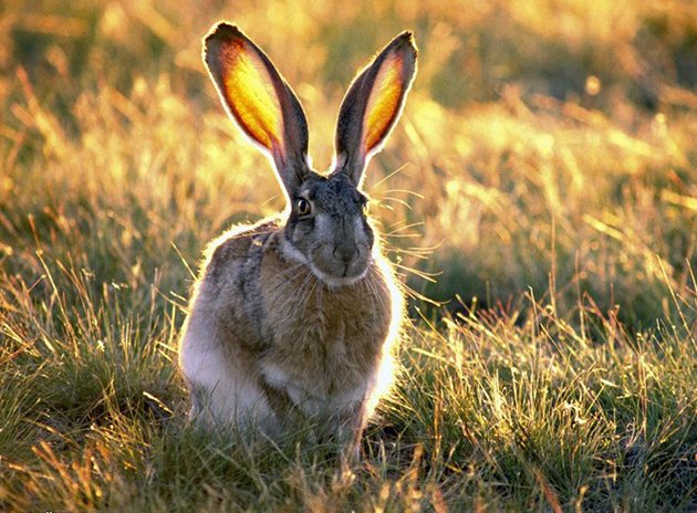 Зайцы (лат. Lepus)