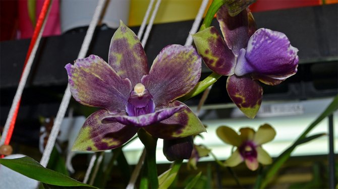 Зигопеталум